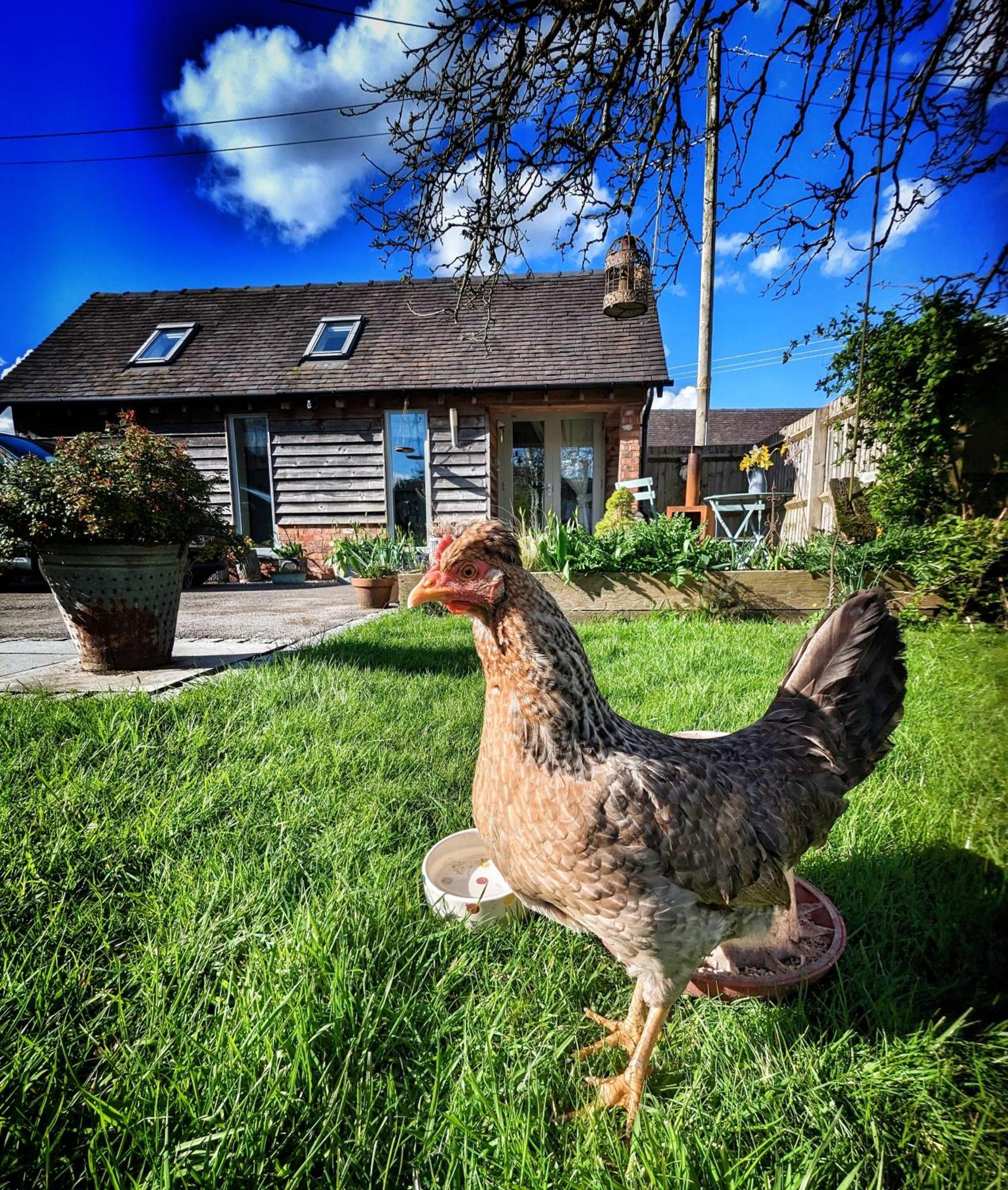 The Dorm Bed And Breakfast Eccleshall Bagian luar foto